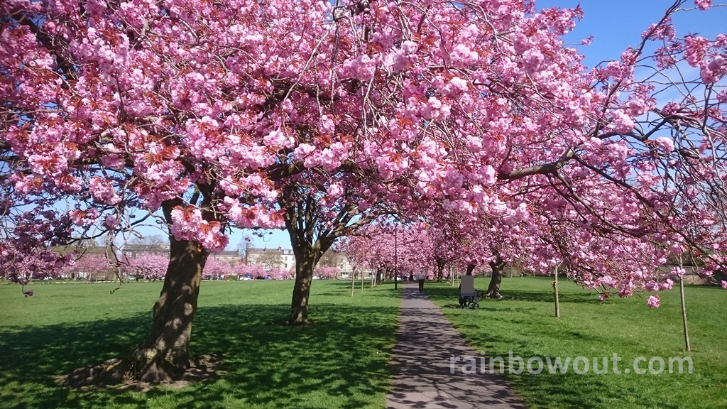 ハロゲート ストレイ 桜